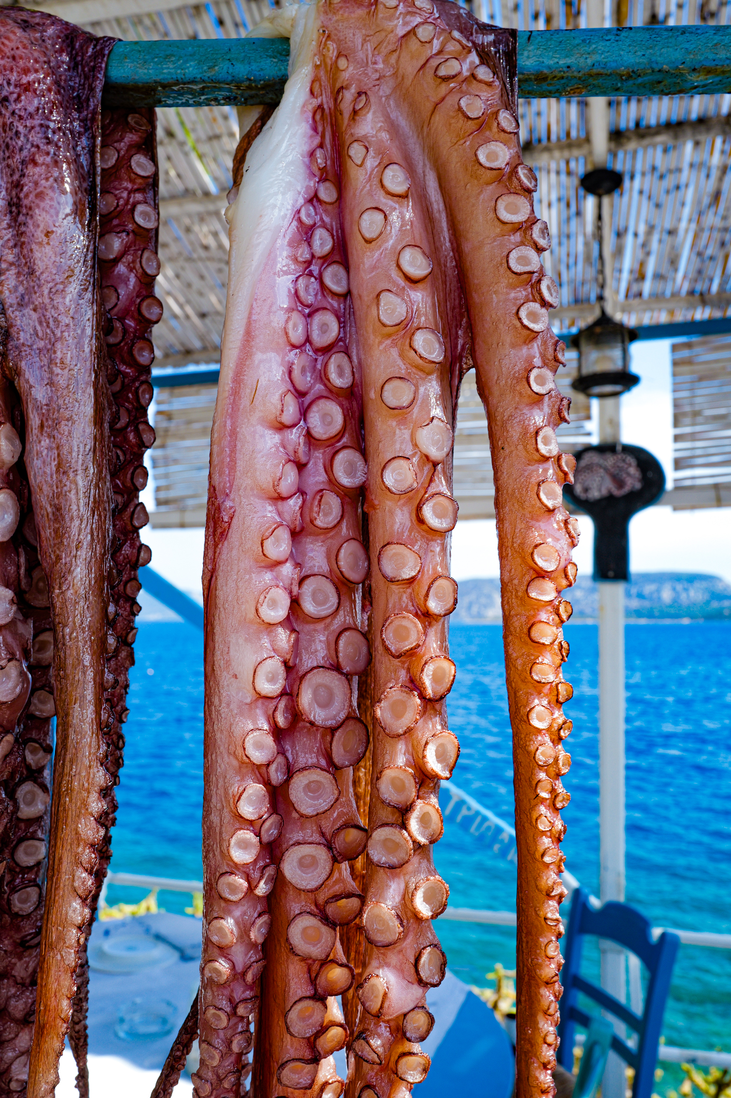 Kavostaverna.octopushanging