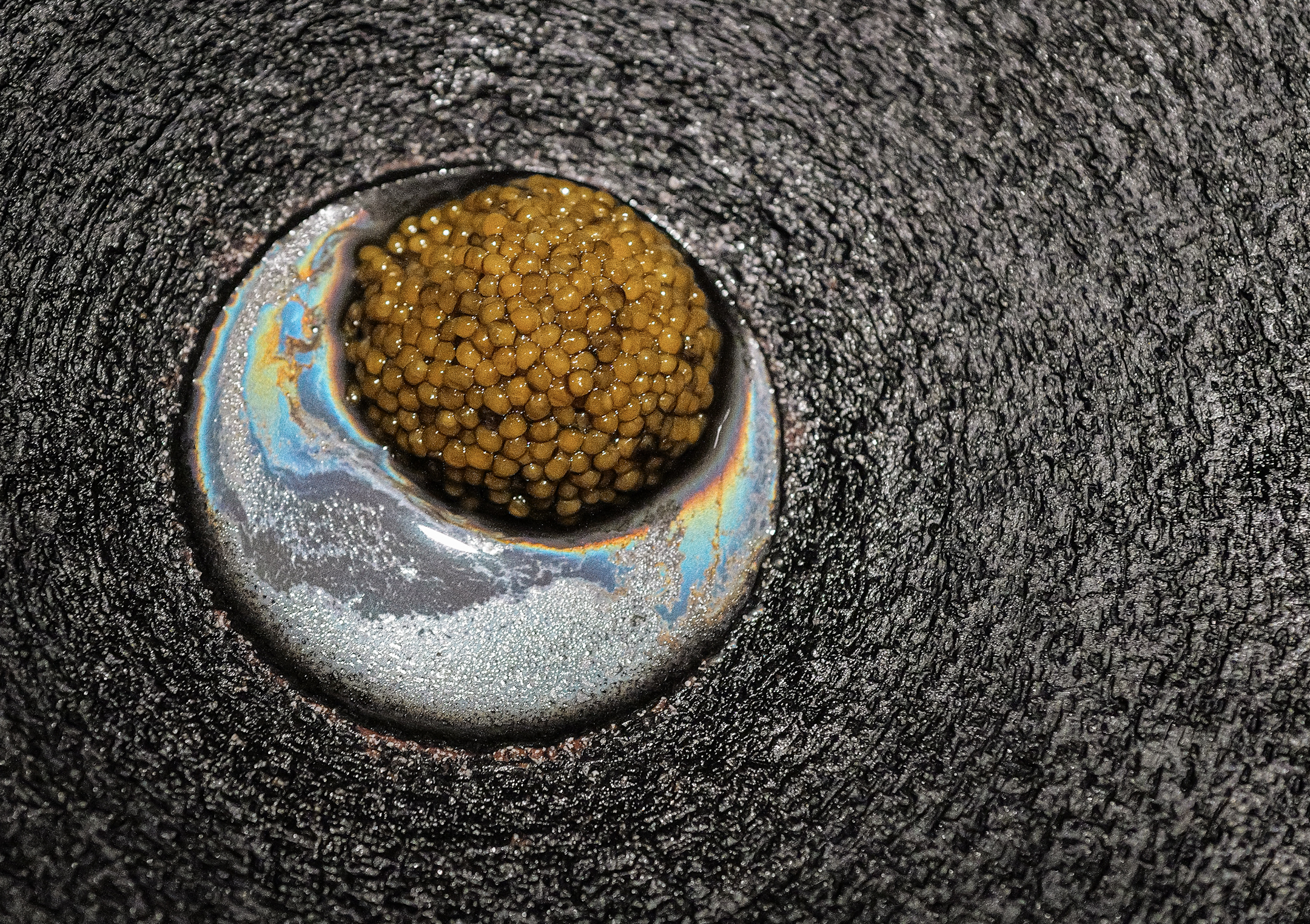 Vespertine mussel